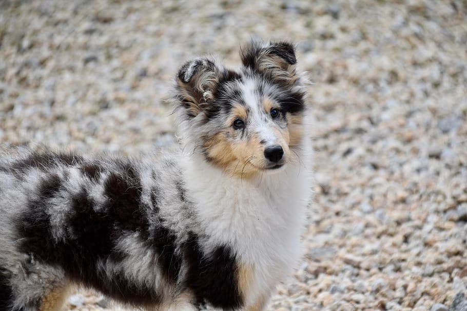 perro, perro berger shetland, cachorro, color azul merle, color de ojos avellana, retrato de perro, trufa negra, adorable, canino, perrito