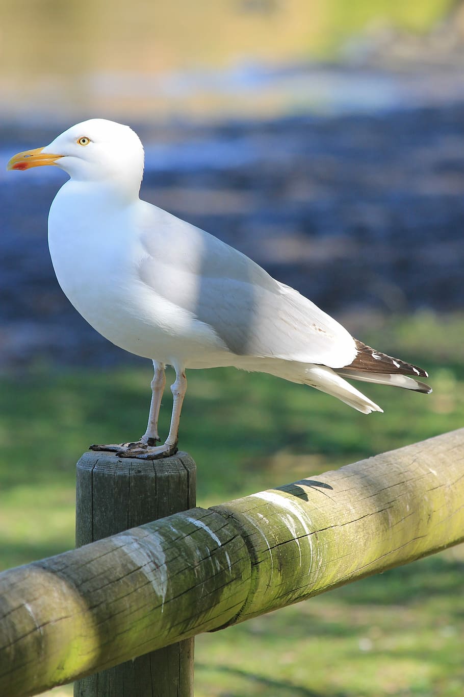 Seagull, Bird, Nature, Feathers, Pen, sea, holiday, beach, vacancy, animal