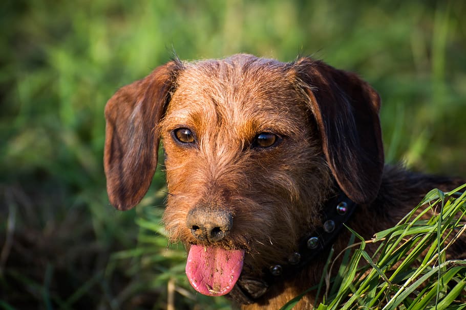 selective, focus photography, long-coat, brown, dog, standing, grassland, daytime, dachshund, dog look