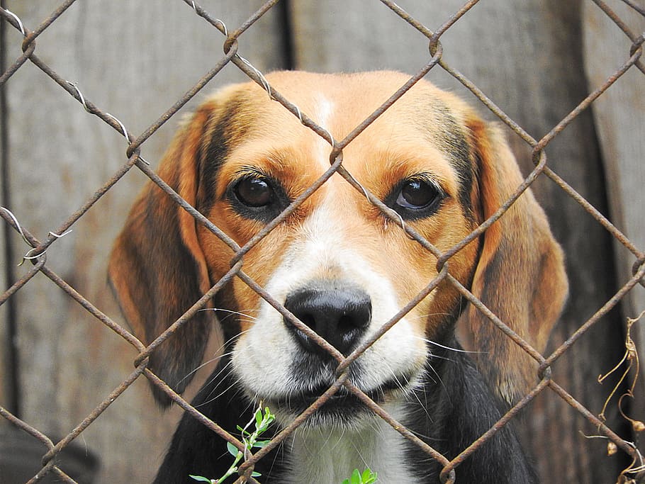 tricolor, beagle inggris, menghadap, pagar rantai, beagle, anjing, dipenjara, kandang, satu hewan, tema binatang