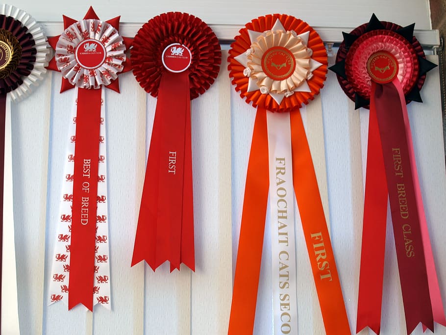 rosettes, first, prize, cat show, red, text, hanging, indoors, side by side, communication
