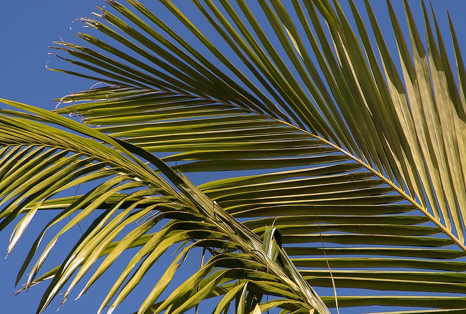 palma, palma de bangalow, fronda, bosque lluvioso, bosque, australia, queensland, verde, nativo, subtropical