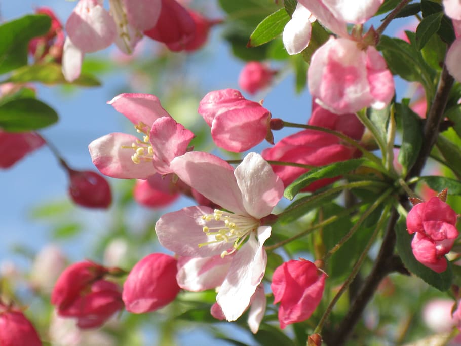 tutup, foto, putih, pink, bunga, apel kepiting, mekar, musim semi, cabang, segar
