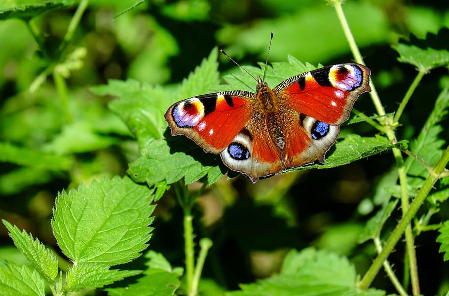 peacock butterfly, green, leaf plant, butterfly, insect, colorful, forest, animal themes, animal, animal wildlife