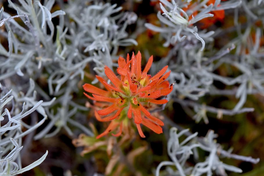 wildflower, indian paintbrush, bloom, botany, oregon, plant, orange color, beauty in nature, flower, growth