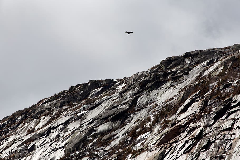 rocky, cliff, mountain, bird, flying, wildlife, nature, outdoors, sky, clouds