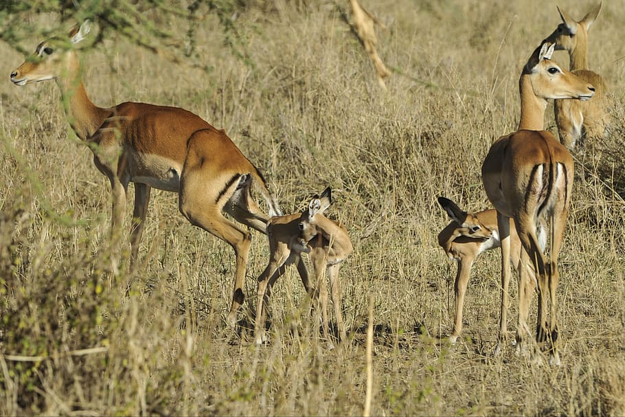 impala, grazing, savannah, antelope, serengeti, babies, young, adults, grass, tanzania
