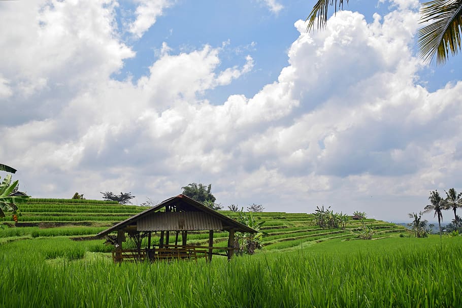 Bali, Indonesia, viajes, terrazas de arroz, panorama, paisaje, agricultura, patrimonio mundial de la unesco, campo, cielo
