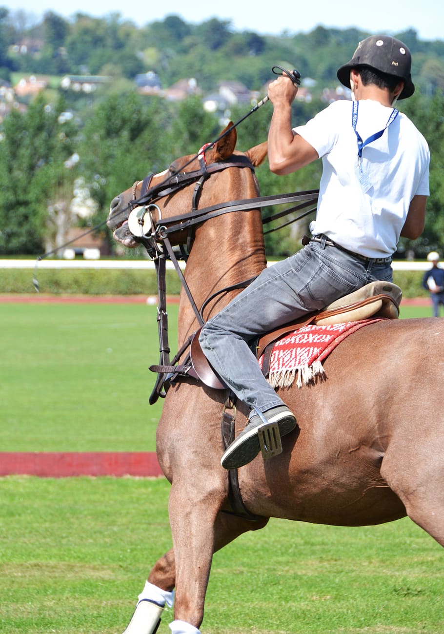 horse, sport, horseback riding, horses, competition, animal, jumper, pirouette, livestock, domestic