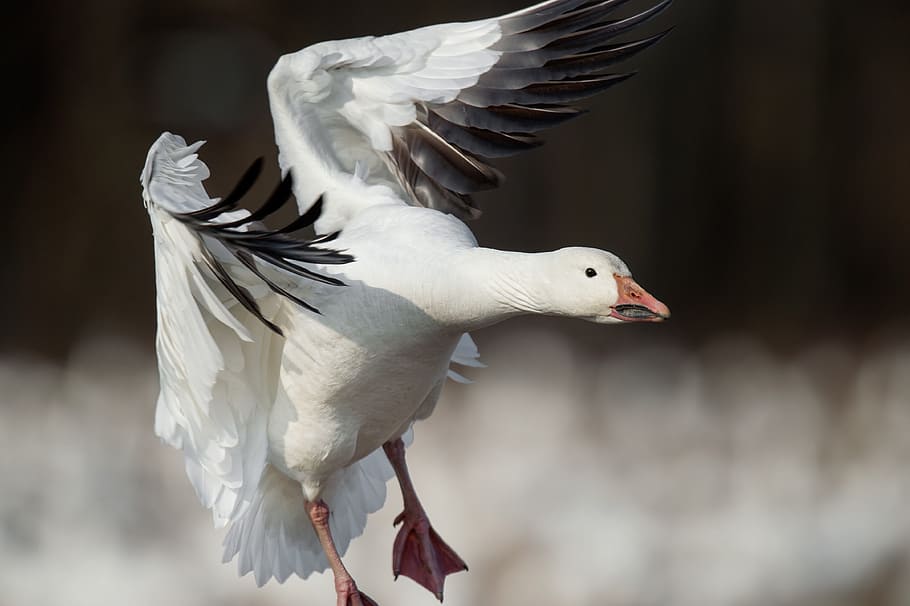 superficial, fotografía de enfoque, blanco, pato, ganso de nieve, volador, animal, Pájaro, vertebrado, temas de animales