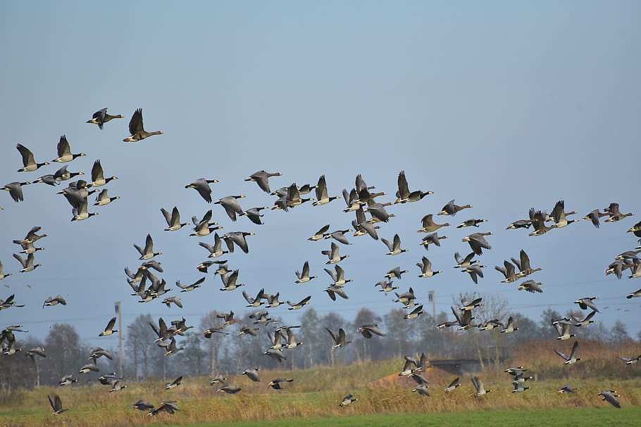 Geese, Fly, Migratory Birds, birds, sky, flock of birds, wild geese, swarm, clouds, nature