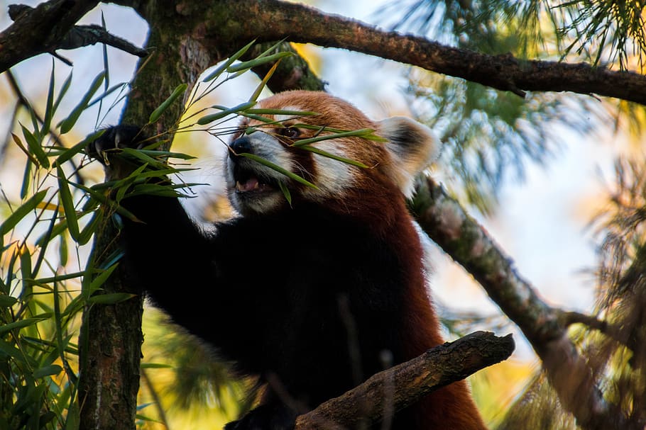 red panda, panda, sweet, bamboo, mammal, endangered, ailurus fulgens, asia, wild, animal