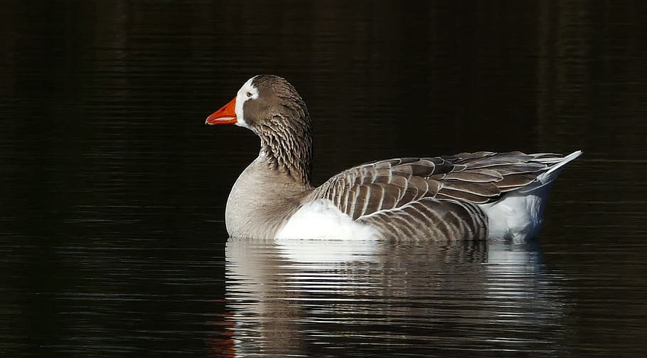 The, greylag goose, Anser anser, duck, floating, water, bird, animals in the wild, animal themes, lake