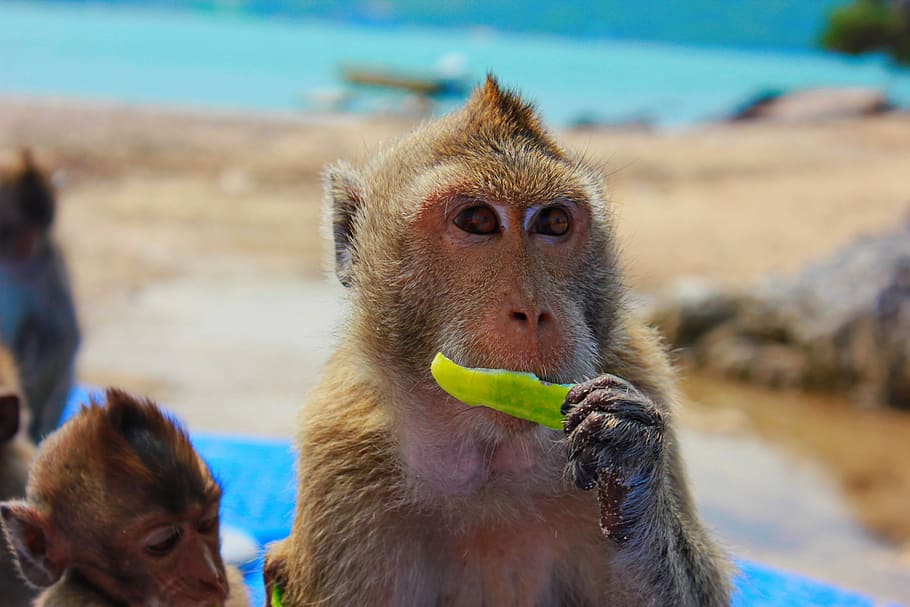 Monkey, Toque, View, Closeup, Snout, primacy, focus on foreground, animal themes, animal wildlife, animals in the wild