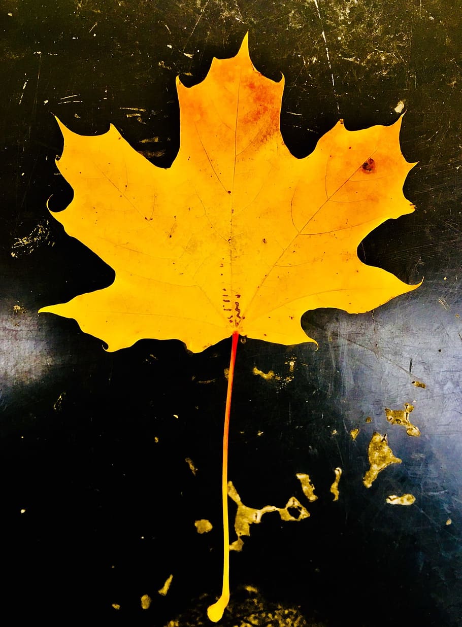 leaf, maple, autumn, yellow, plant part, close-up, nature, plant, outdoors, change