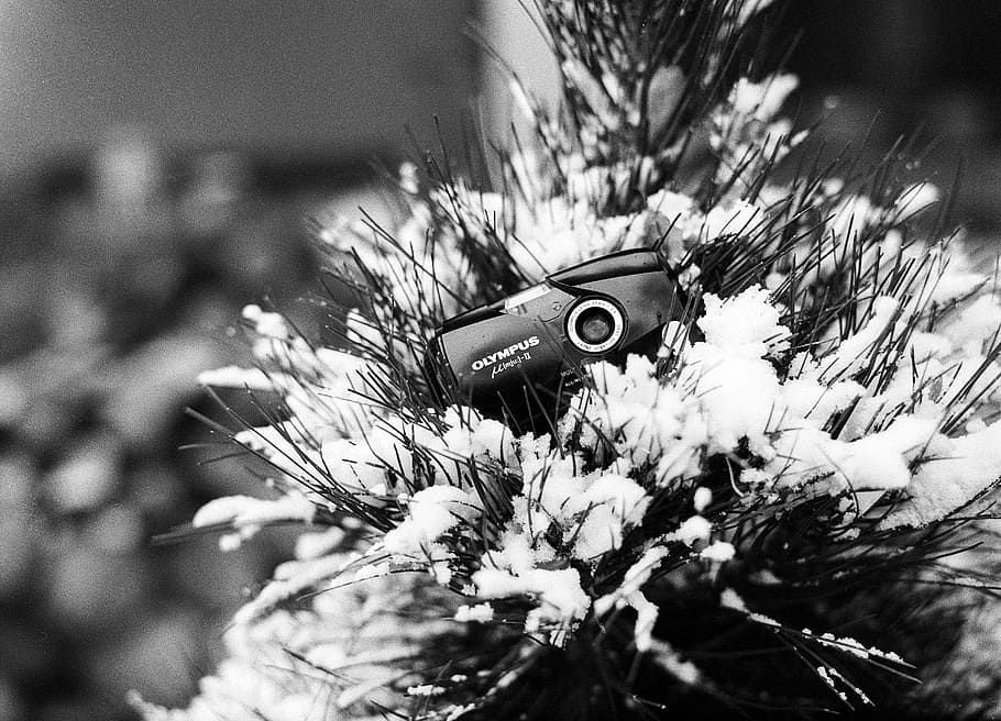 christmas, tree, winter, pine, snow, camera, film, lens, equipment, shutter