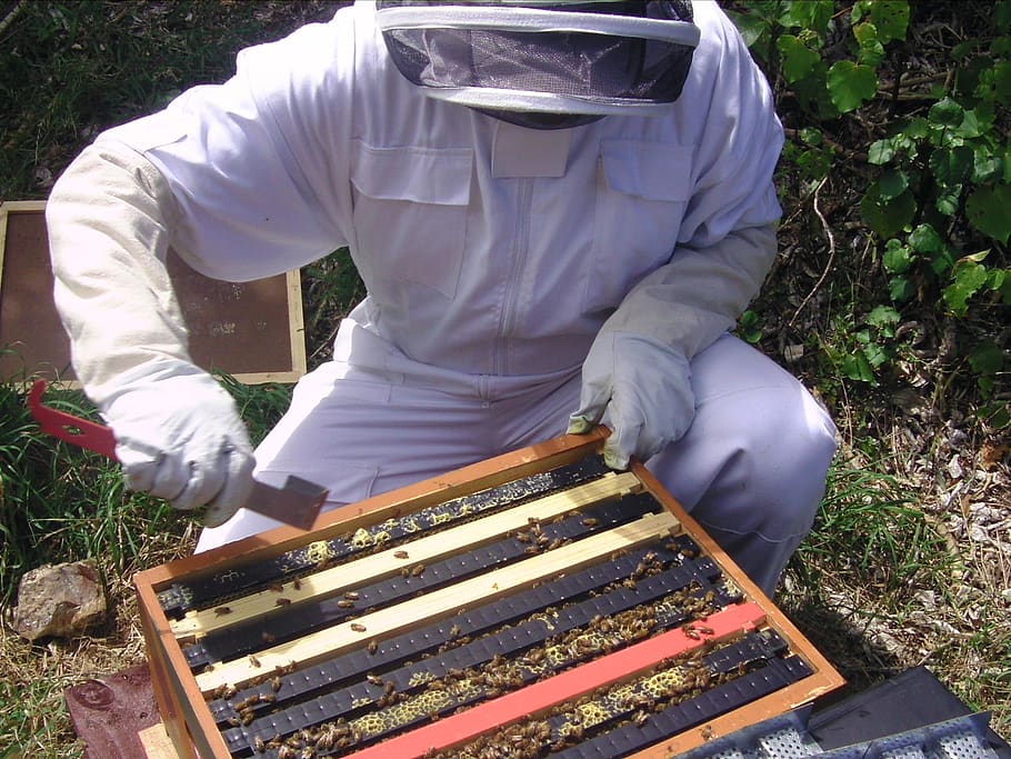 colmena, apis, mellifera, abeja, apicultura, miel, colmenar, apicultor, marco, afición
