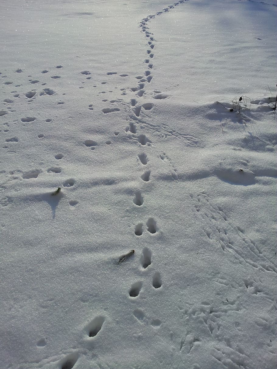 snow lane, tracks in the snow, winter, footprints, animal tracks, footprint, snow, nature, outdoors, track - Imprint