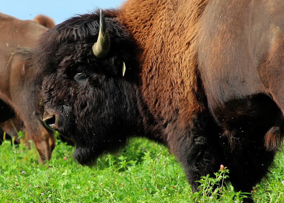 buffalo, bison, ma, animal, prairie, horns, mammal, bull, herd, wildlife
