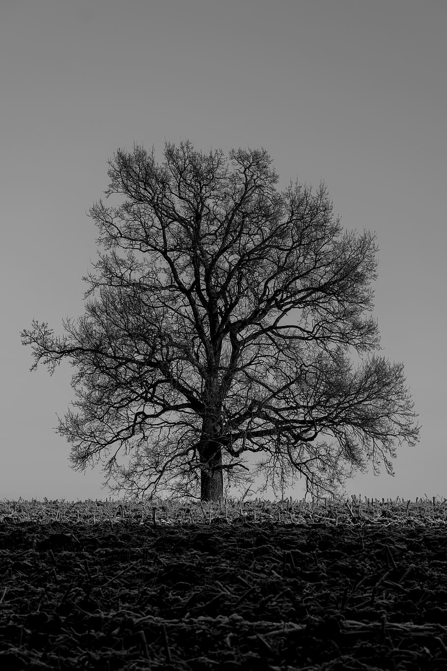 winter, tree, winter trees, nature, grey, mood, lonely, bare tree, field, lone