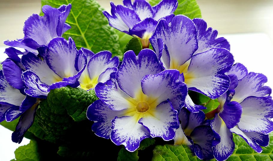 purple, white, petaled flowers, primrose, flowers, spring, primrose greenhouse, balcony plant, colorful, flower