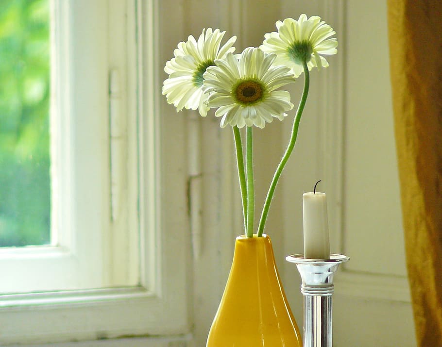 white, gerbera daisy flowers, yellow, vase, glass window, flowers, gerbera, blossom, bloom, romantic