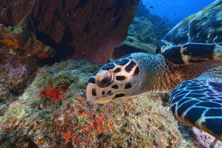 カメ 海底 動物 動物の野生動物 動物のテーマ 野生の動物 海 水中 海の生物 水 Pxfuel