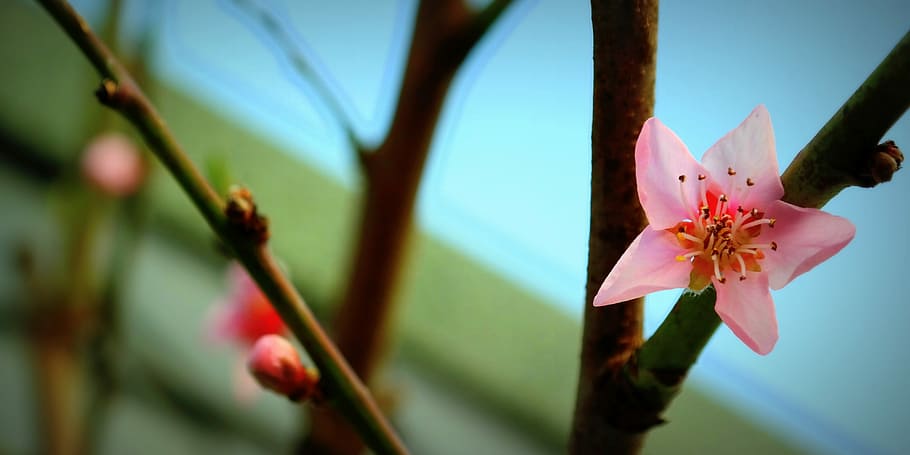 Blossom, Bloom, Pink, Peach Tree, bud, nature, spring, flower, plant, aesthetic