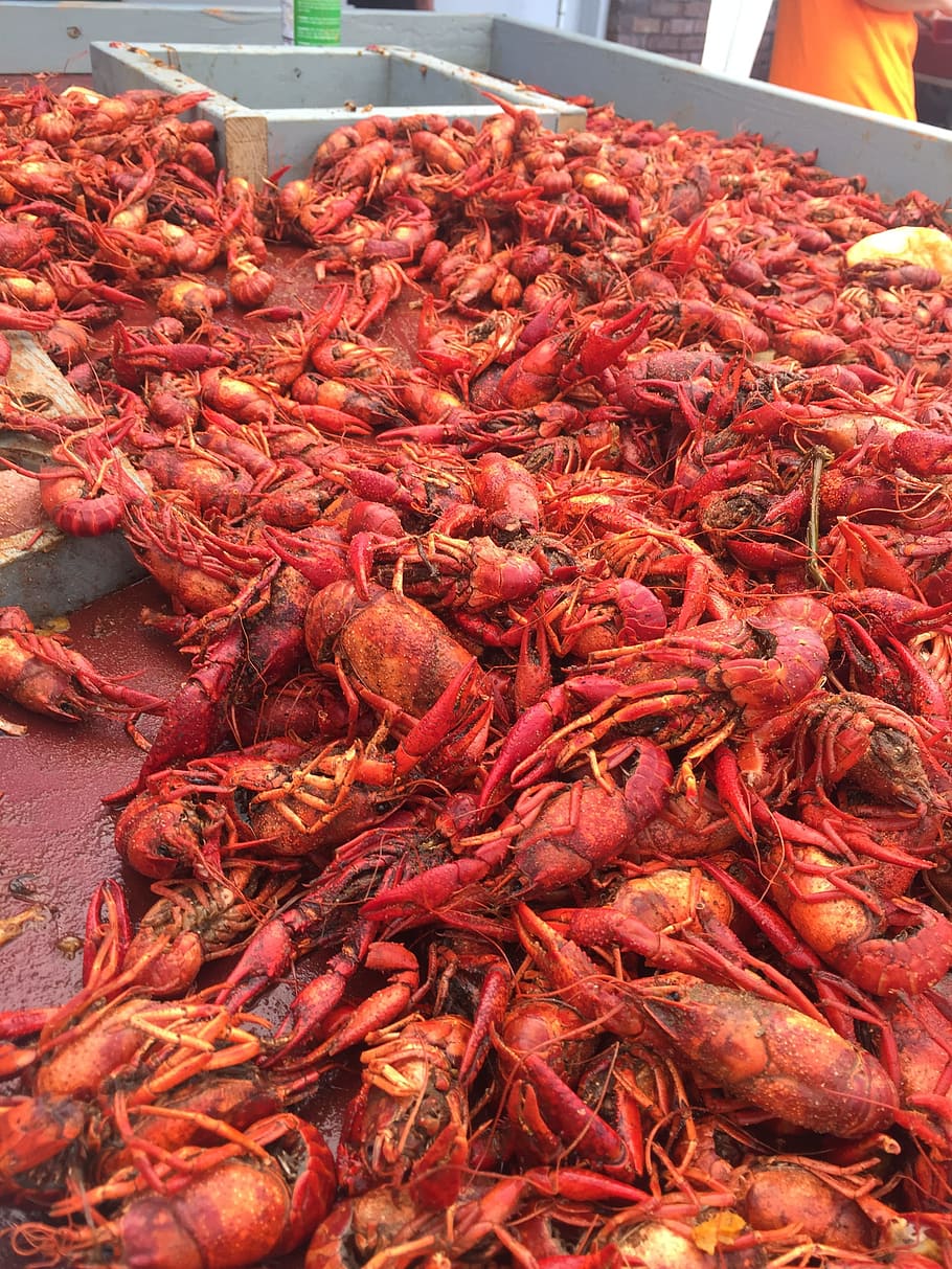 Crawfish Boil, Crustacean, crawfish, traditional, southern, food, seafood, freshness, red, market
