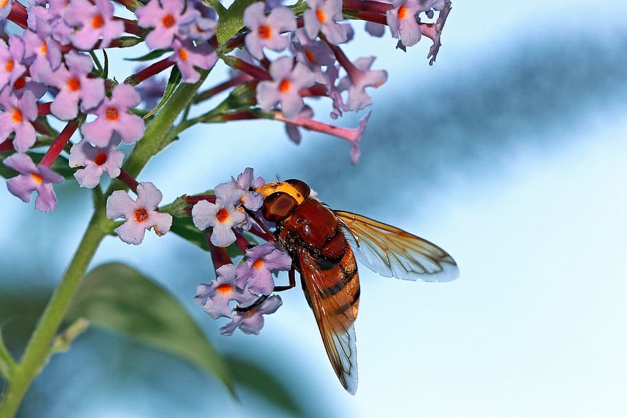 hoverfly perching, pink, flower, selective-focus photography, osa, insect, summer, eyes, pollination, work insect