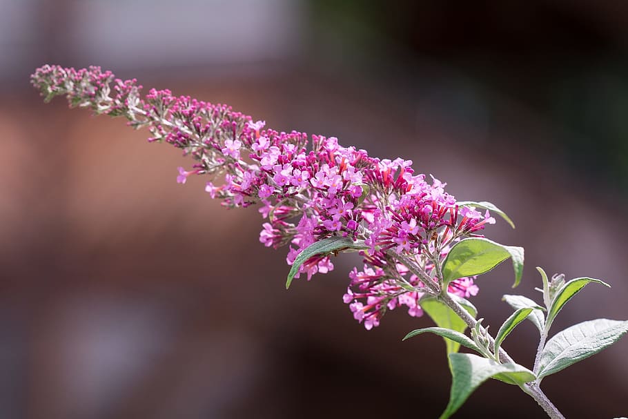 lilac, summer lilac, butterfly bush, buddleja davidii, violet, flowers, small flowers, buddleja, plant, nature