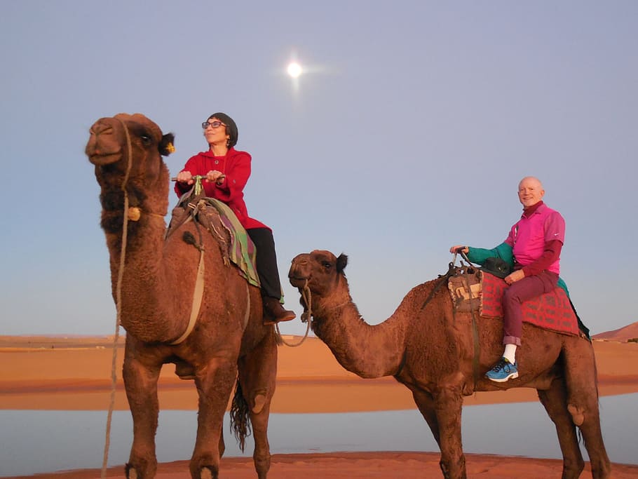 Rabat, Morocco, Camels, Moroccan, rabat morocco, culture, desert, sahara, sand, scenic
