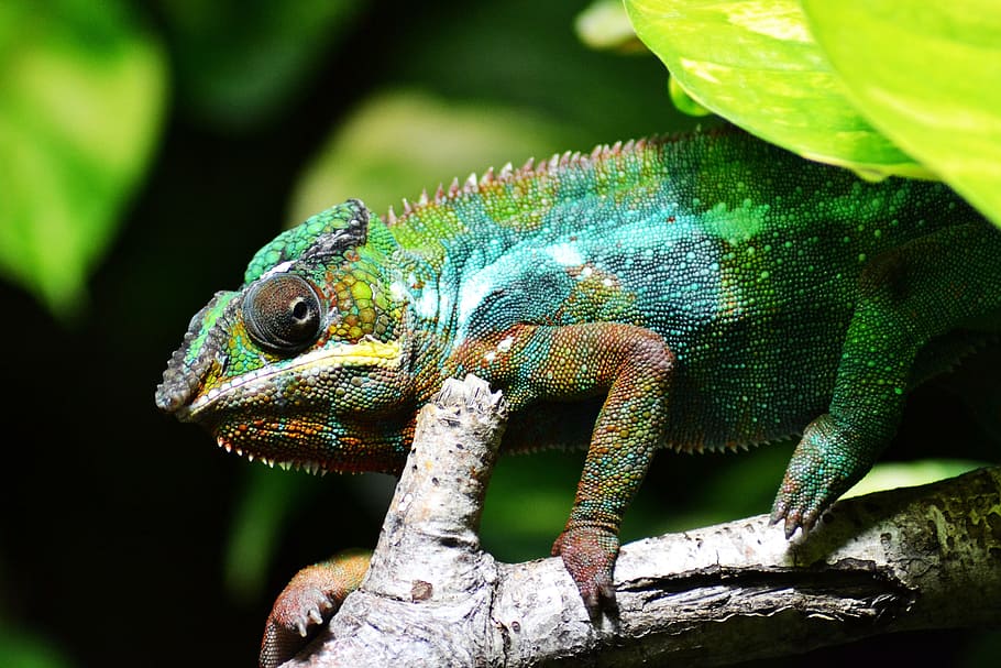 hijau, biru, bunglon, kadal, multi-warna, family chamaeleonidae, pada cabang, berwarna-warni, reptil, close-up