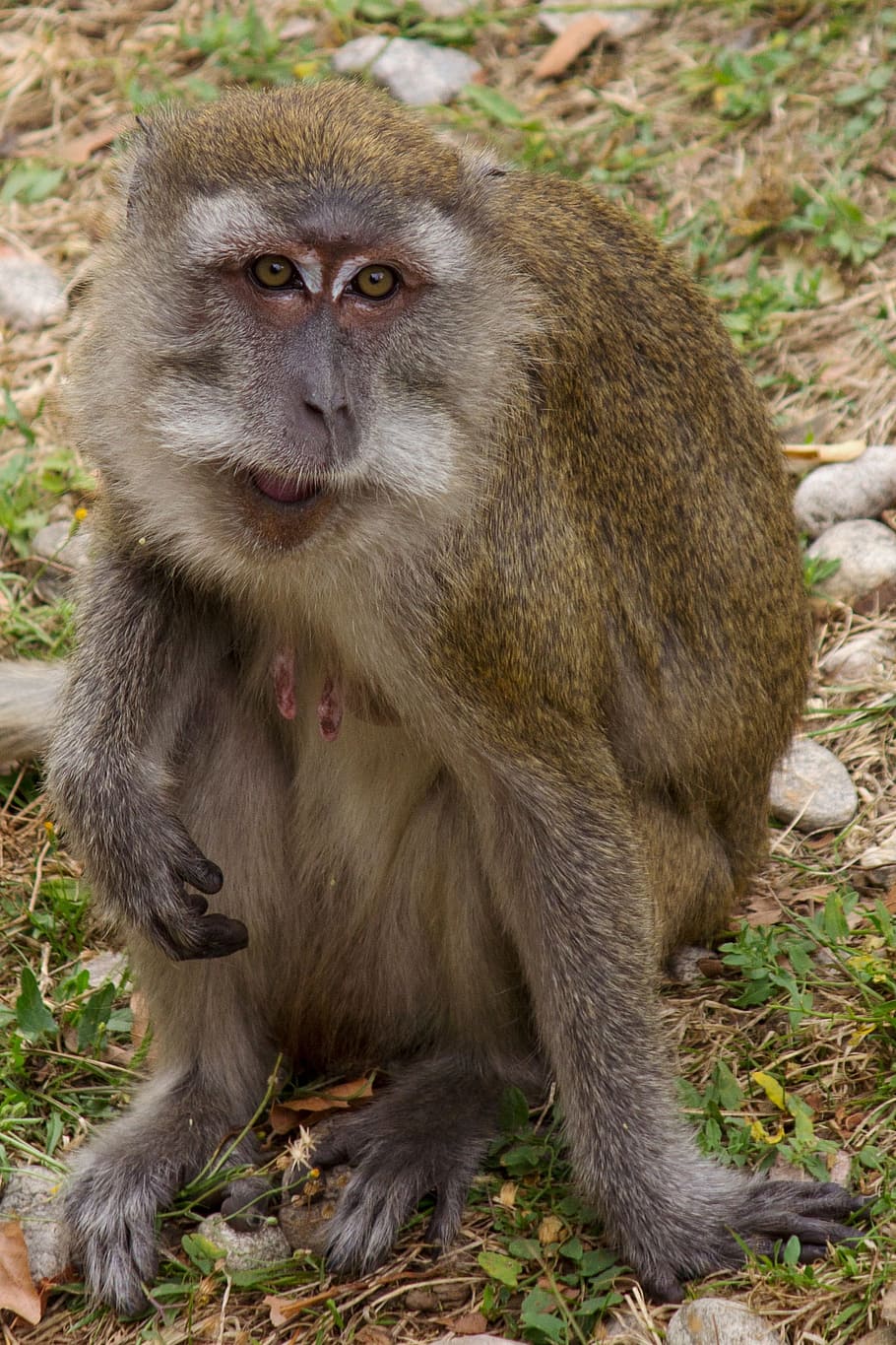 Javanese, Monkey, Macaque, javanese monkey, makake, zoo, animal world, mammal, wildlife photography, fur