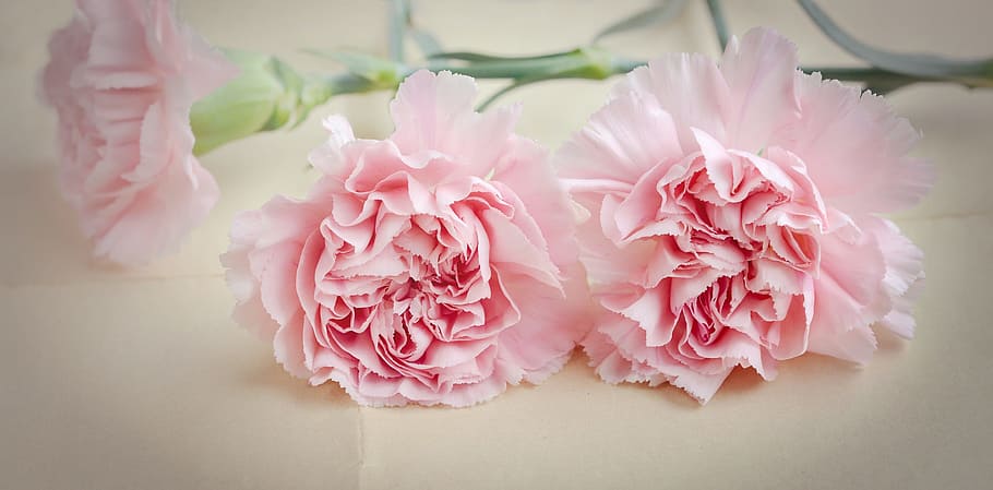 three pink flowers, cloves, flowers, pink, petals, pink flower, carnation pink, cut flowers, close, pink color