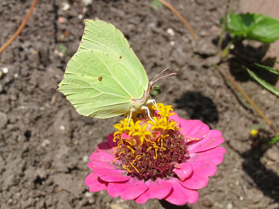 gonepteryx rhamni, mariposa, ala, insecto, animal, naturaleza, mariposas, amarillo, flor, rosa