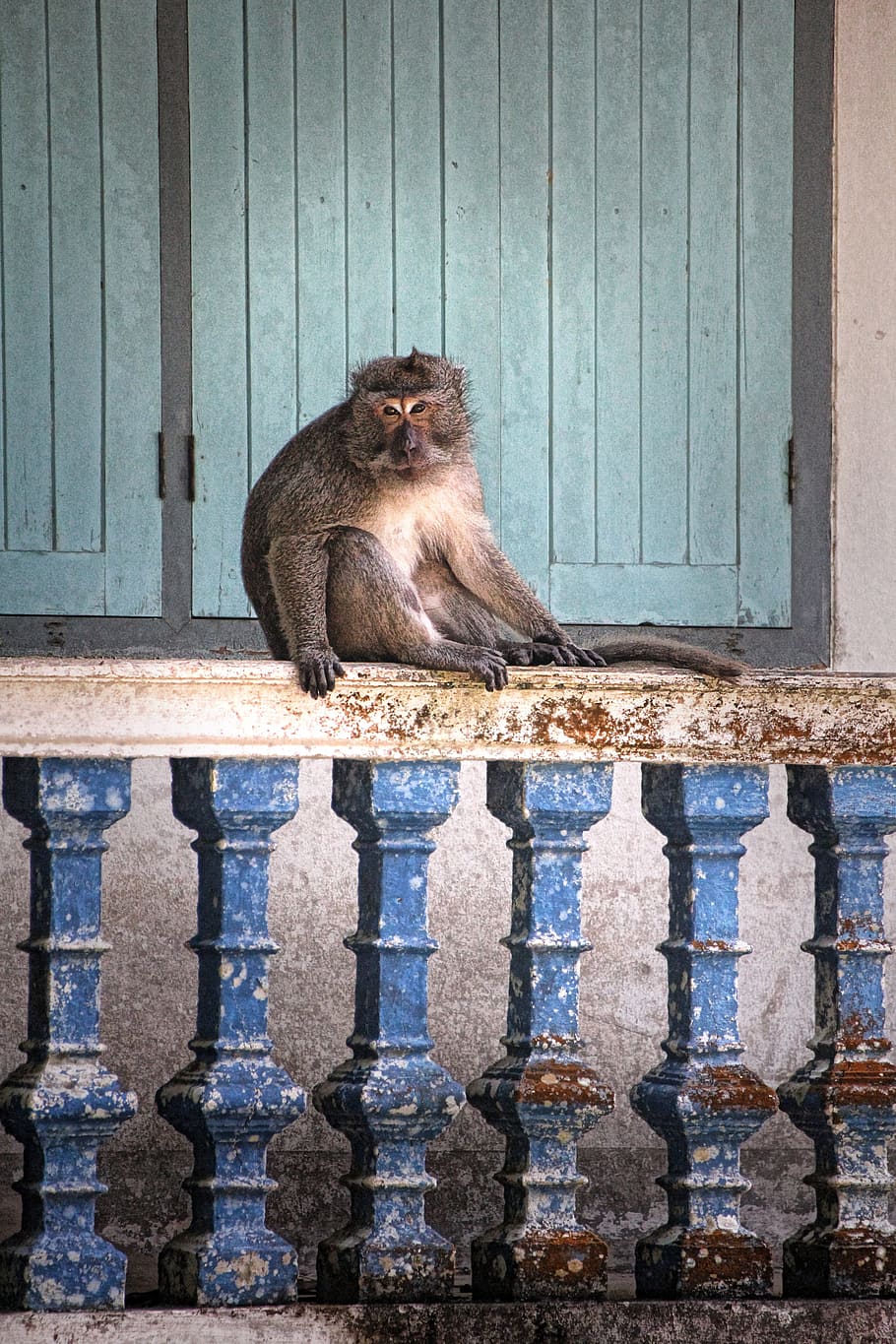 Monkey, Thailand, makake, old world monkey, guard, railing, blue, holiday, travel, one animal