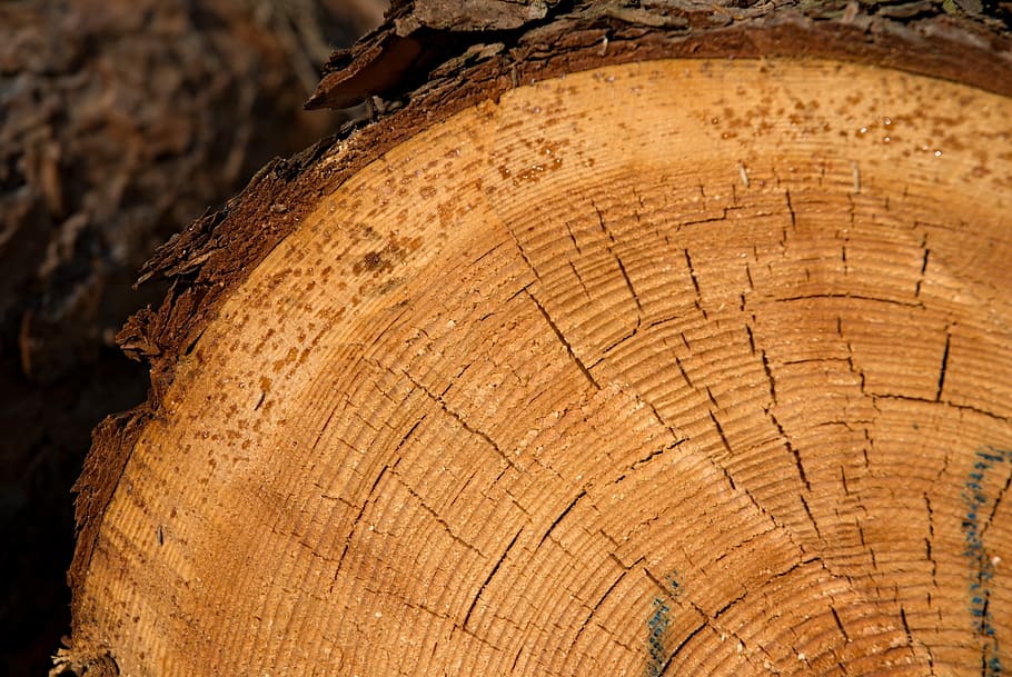 rings, strain, wood, losers, extraction, tree, macro, tree bark, bad luck, drops