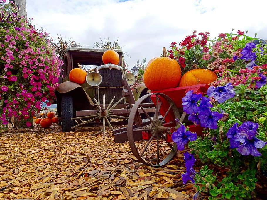 truck, pumpkins, flowers, display, decoration, plant, nature, flower, orange color, pumpkin