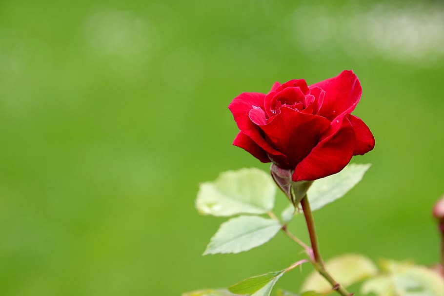 pink, roses, red color, flowering shrubs, plants, garden, gardening, horticulture, botany, flora