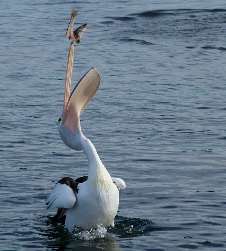 pelican eating fish, pelican, catching, fish, animal, water, water bird, pelecanidae, great white pelican, pelecanus onocrotalus
