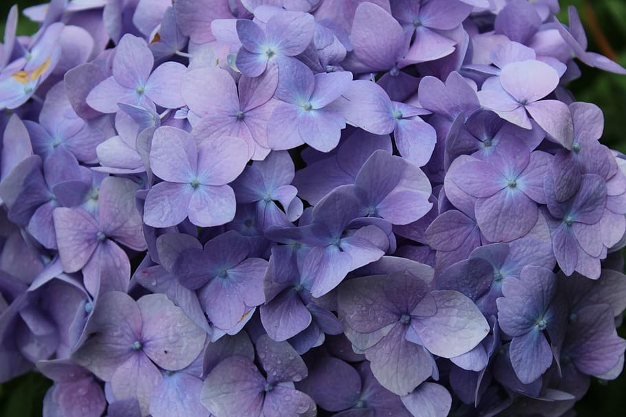 foto fokus, ungu, bunga petaled, closeup, fotografi, hydrangea, bunga, musim semi, tetesan hujan, alam