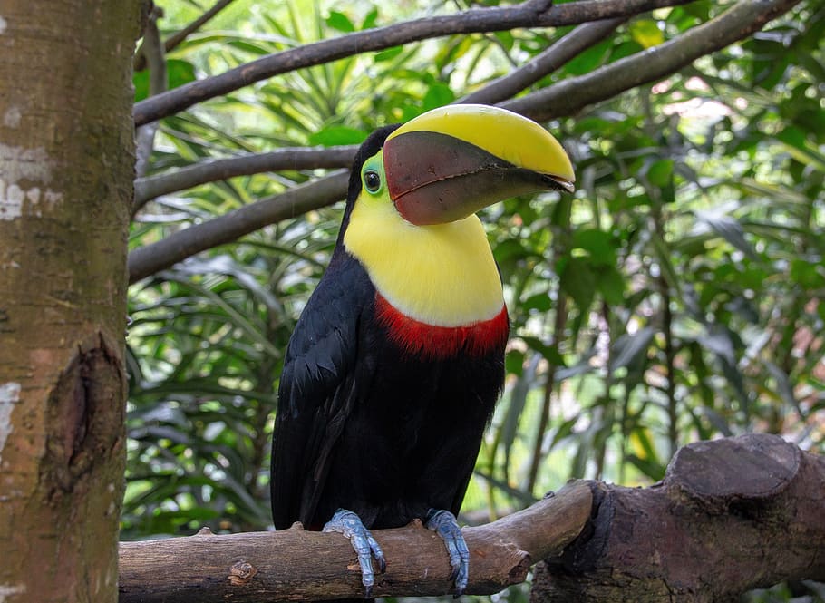 costa rica, wildlife, nature, rainforest, animal, tropical, toucan, colorful bird, parrot, bird