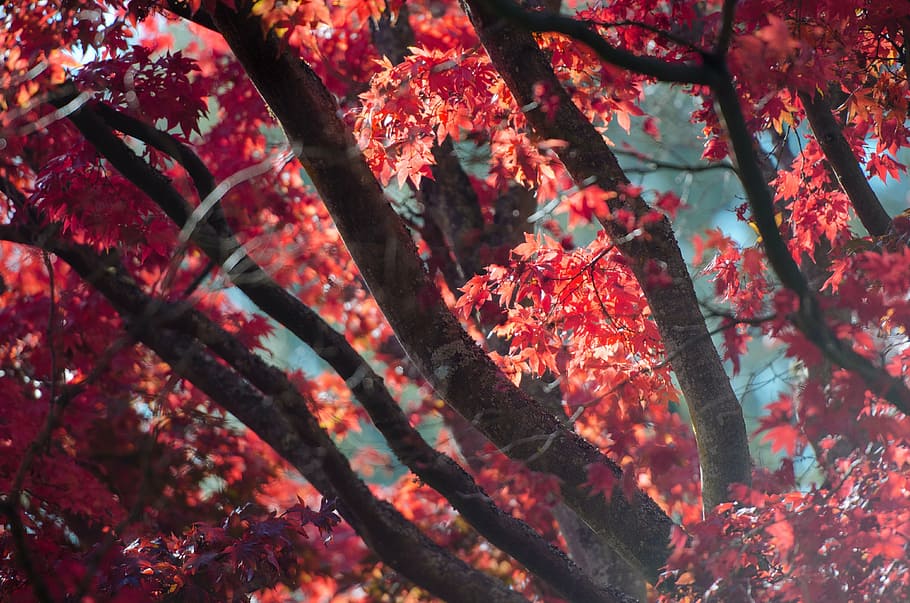 person, taking, red, leafed, trees, tree, plant, nature, autumn, fall