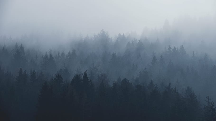 trees, covered, fog, plants, pine, mountain, forest, nature, black and white, hazy