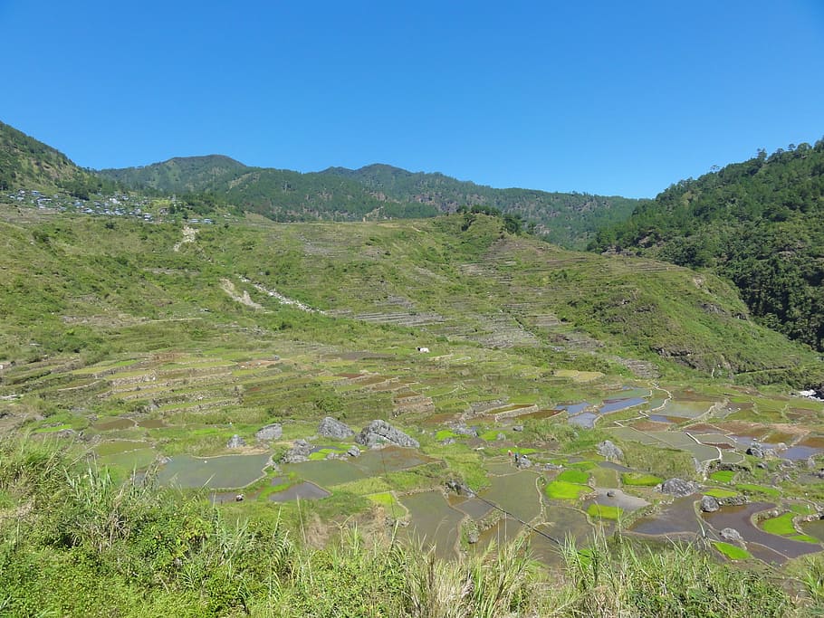 rice fields, rice terraces, fields, farmland, philippines, rural, plant, environment, sky, scenics - nature
