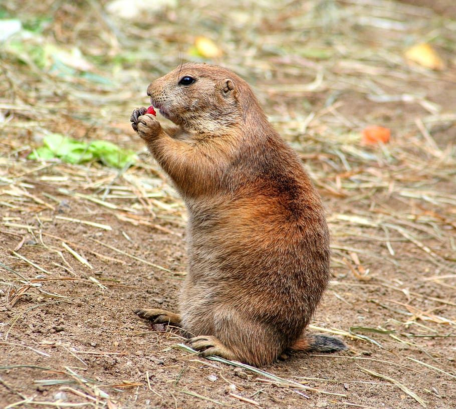 brown beaver, gophers, croissant, rodents, cynomys, squirrel related, true gophers, marmotini, dog mouse, rodent