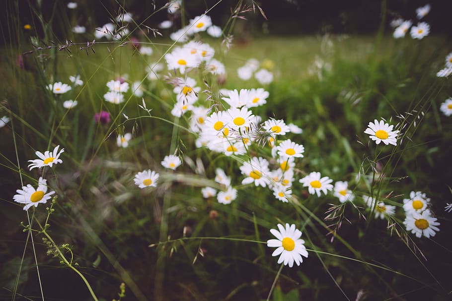 shallow, focus photography, white, flowers, bloom, blooming, blossoms, chamomile, color, field