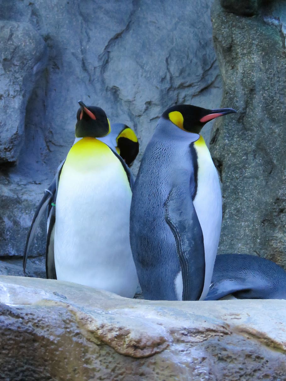 king penguins, penguins, calgary zoo, animal themes, animal, animal wildlife, bird, vertebrate, animals in the wild, penguin