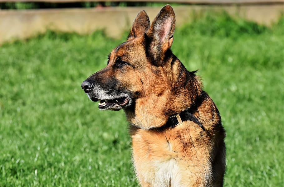adult german shepherd, schäfer dog, german shepherd, old german shepherd dog, guard dog, snout, head, sit, dog head, dog